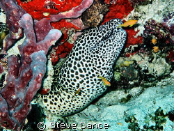 Leopard Moray. Came out to say hello. Canon S40 ouboard f... by Steve Dance 
